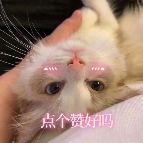 大连网络公众号搜笑全