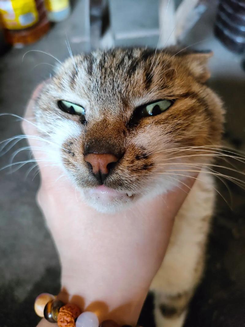 猫哥代刷抖音,ks点赞涨粉