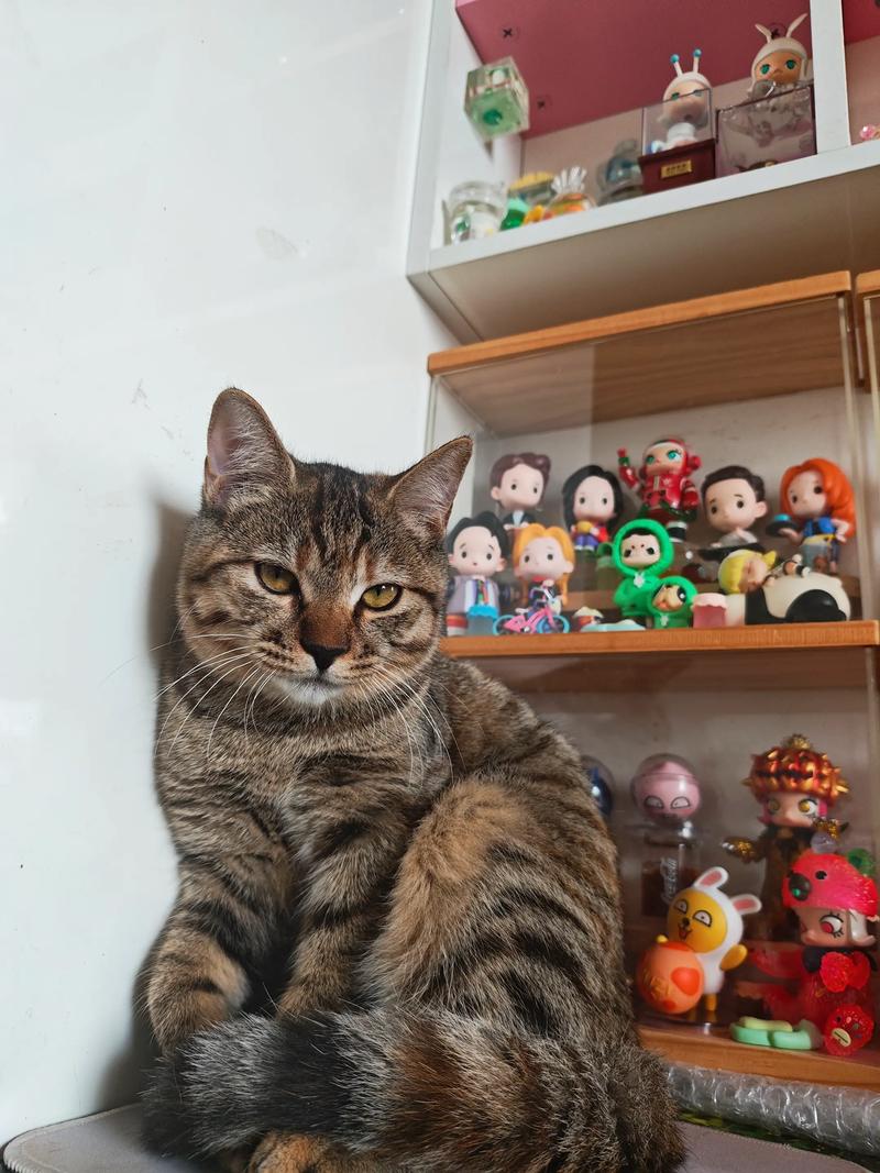 猫猫耶作品点赞自助平台，抖音赞网站 平台，ks评论点赞网站