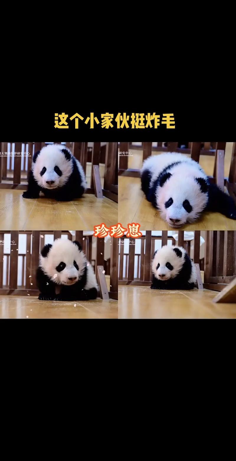 熊猫代抖音，让抖音焕发新生