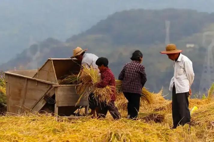 How to Build a SEO-Optimized S paddling Website for A Farmer’s Business