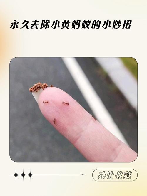 如何安全使用抖音双击小蚂蚁，避免技术侵权