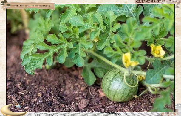 如何选择西瓜自助涨粉平台？从选择到运营，everything you need to know！