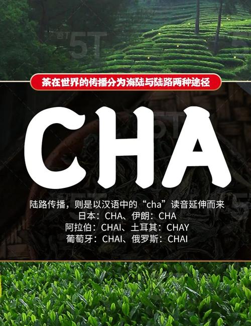 茶叶，你的茶叶之旅