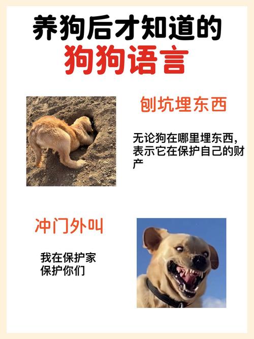 网络用语小狗狗，一个关于网络文化的思考