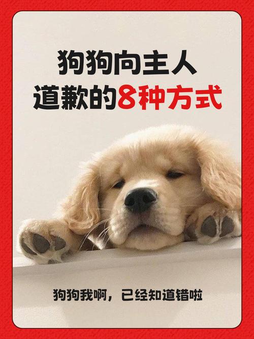 网络用语小狗狗,一个关于网络文化的思考