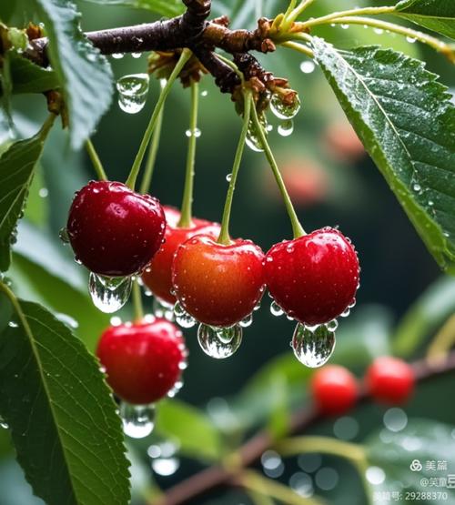 车厘子，春天的露珠