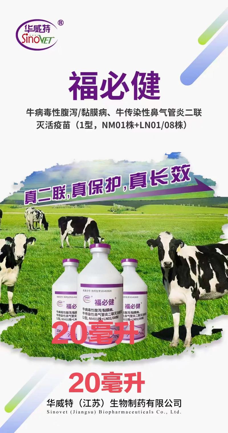 牛卡疫苗，英国牛类群体面临的紧急考验