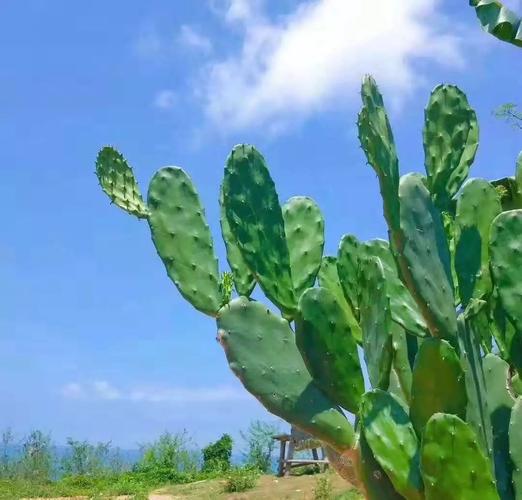 北海叶子，网络推广的优质选择