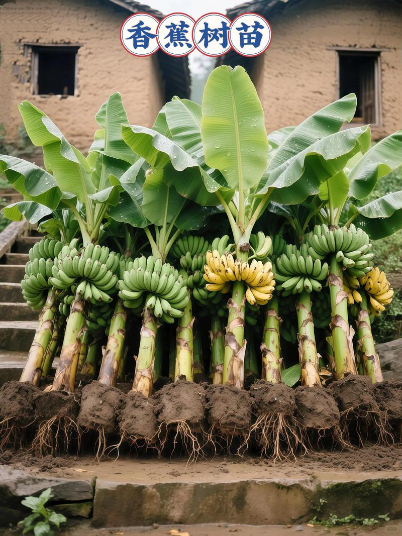 邯郸疫情下，香蕉，助力乡村复苏的见证