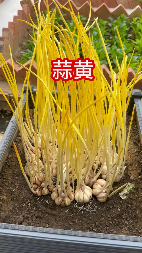 蒜黄，营销的技巧与陷阱