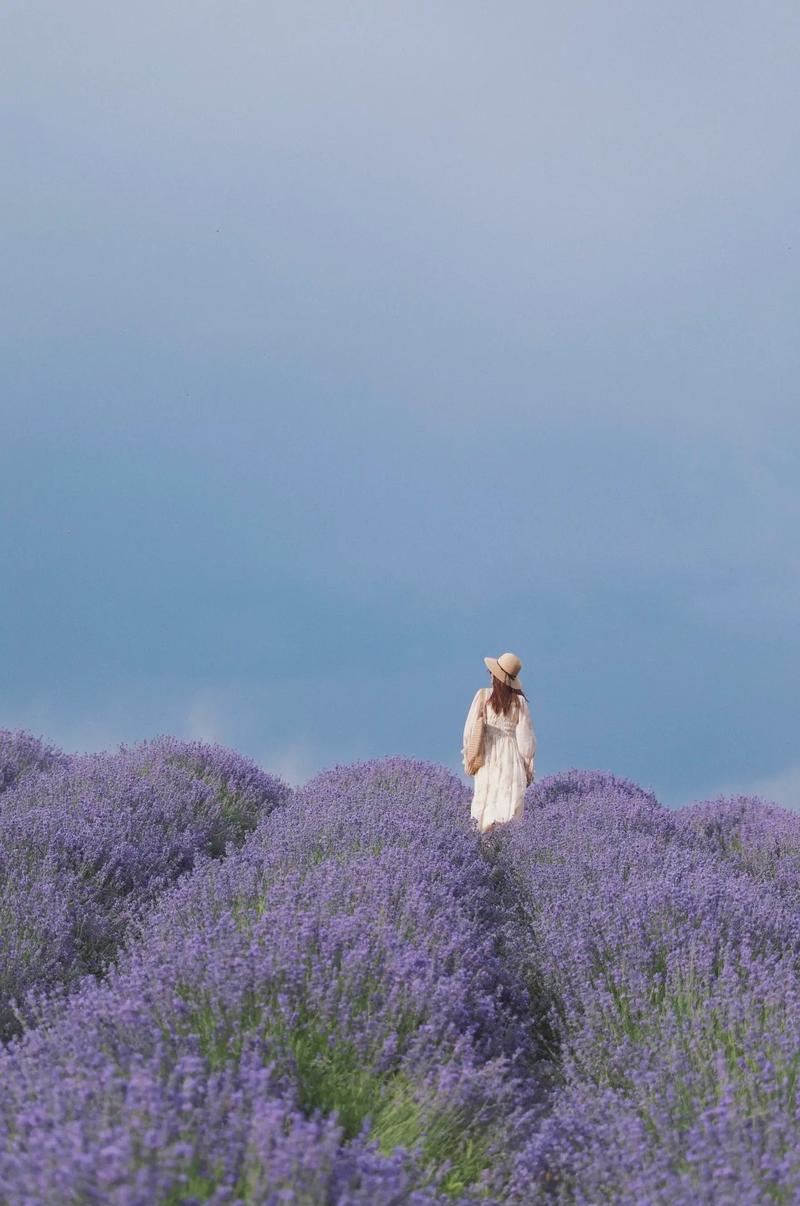 新疆薰衣草疫情最新消息，如何应对，专家建议