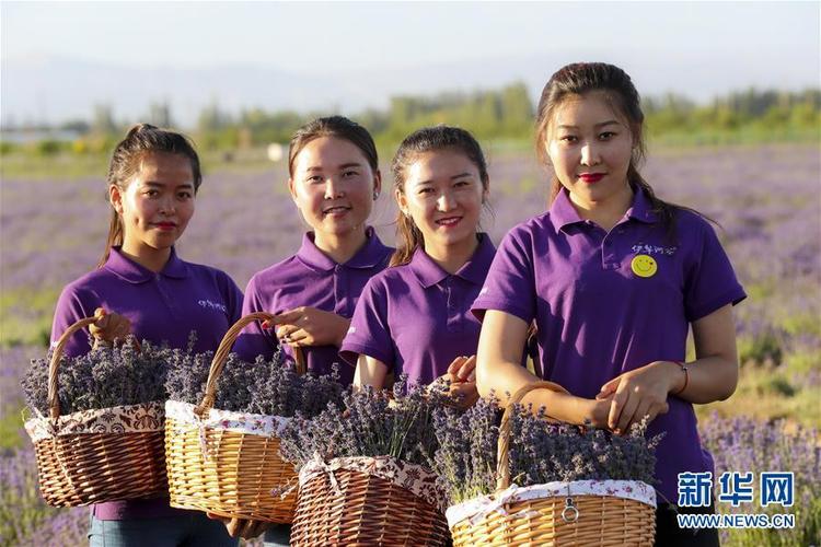 新疆薰衣草疫情最新消息,如何应对,专家建议