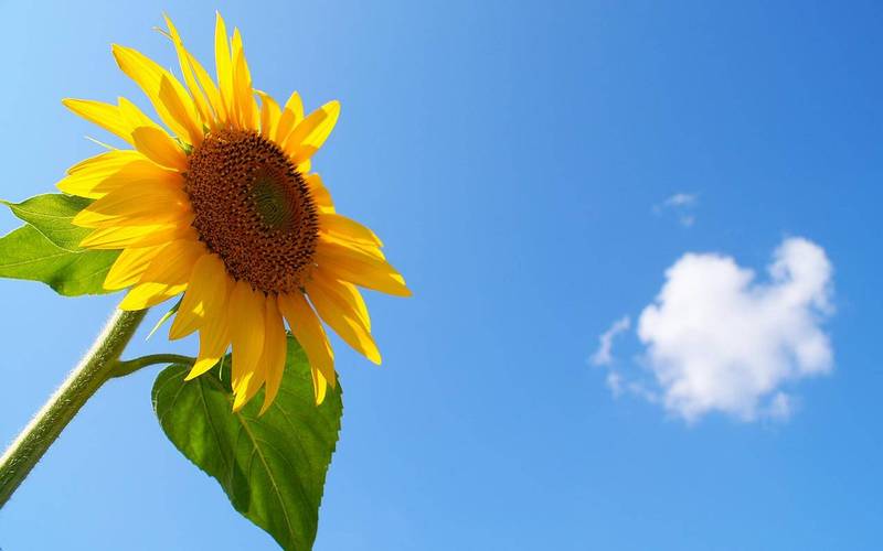 蓝色导航，快手刷双秒刷必看指南