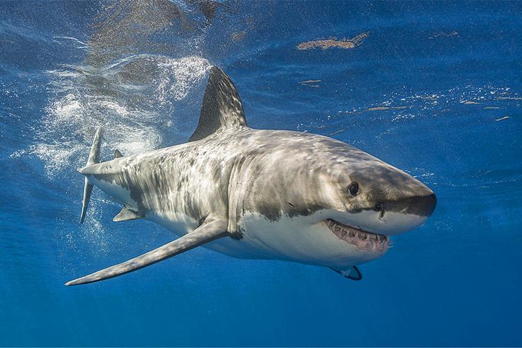 白鲨电脑配置推荐，让白鲨成为你的得力助手