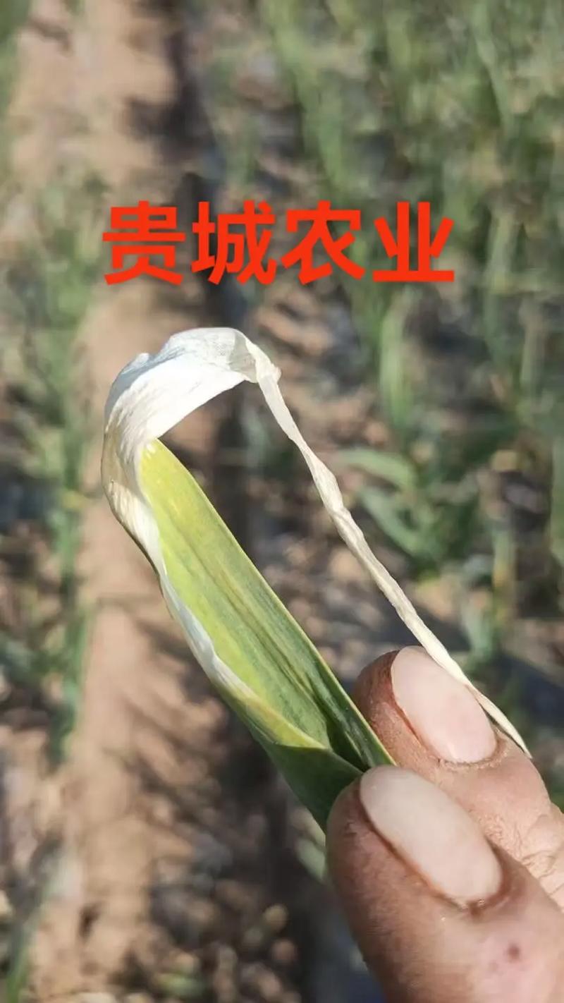 宁陵大蒜疫情最新消息