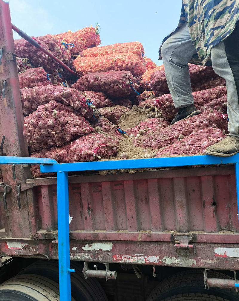 宁陵大蒜疫情最新消息