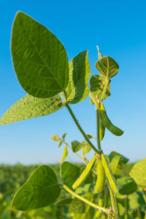 豆豆荚电脑版下载指南，让您的电脑更高效
