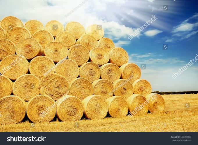 最新 updates on the field of田岗 village’s epidemic