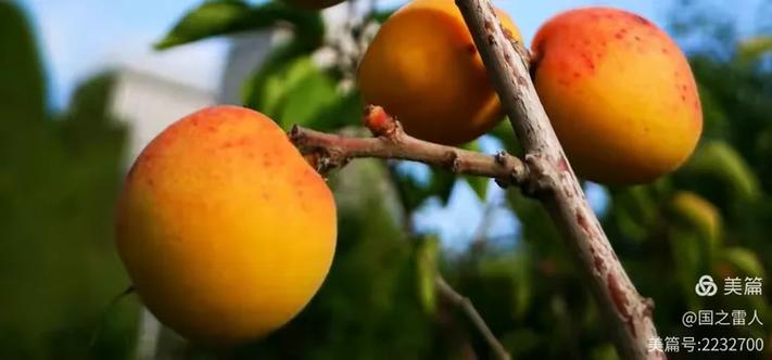 集宁水果疫情最新消息