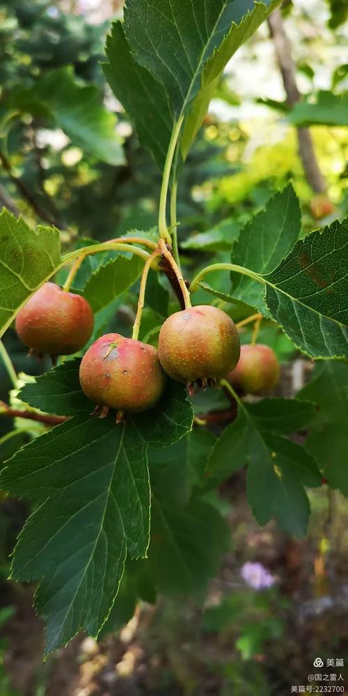 集宁水果疫情最新消息