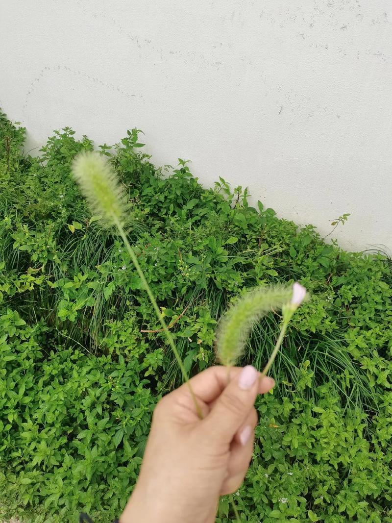 一、流量增长中的棒棒糖之舞