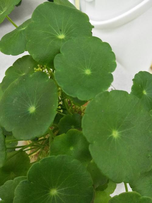 快手支付秒刷网，提升支付效率的绿色选择