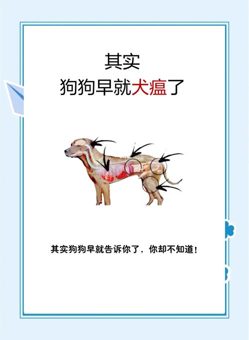 疫情对犬类的最新影响