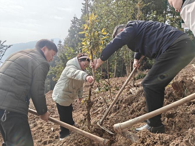 全球森林危机，德国如何应对疫情？德国森林与全球行动的启示