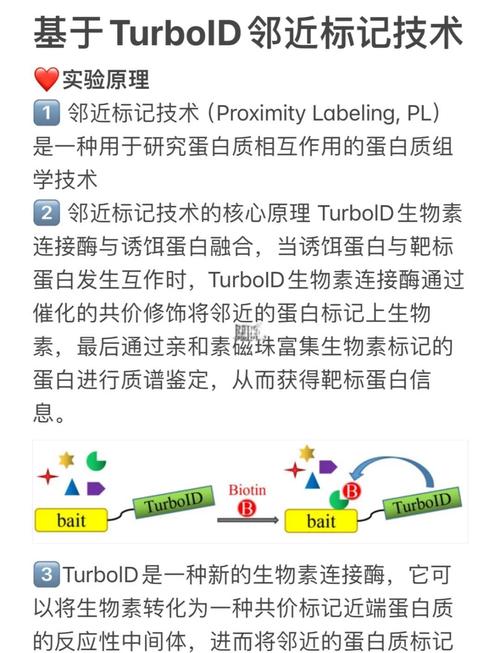 从夸克到未来，新冠治疗和疫苗中的蛋白质复合物