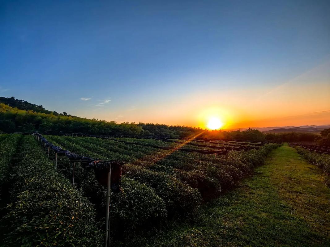 抖音用户获取的秘密，活粉与夕阳平台，开启你的网红之旅！