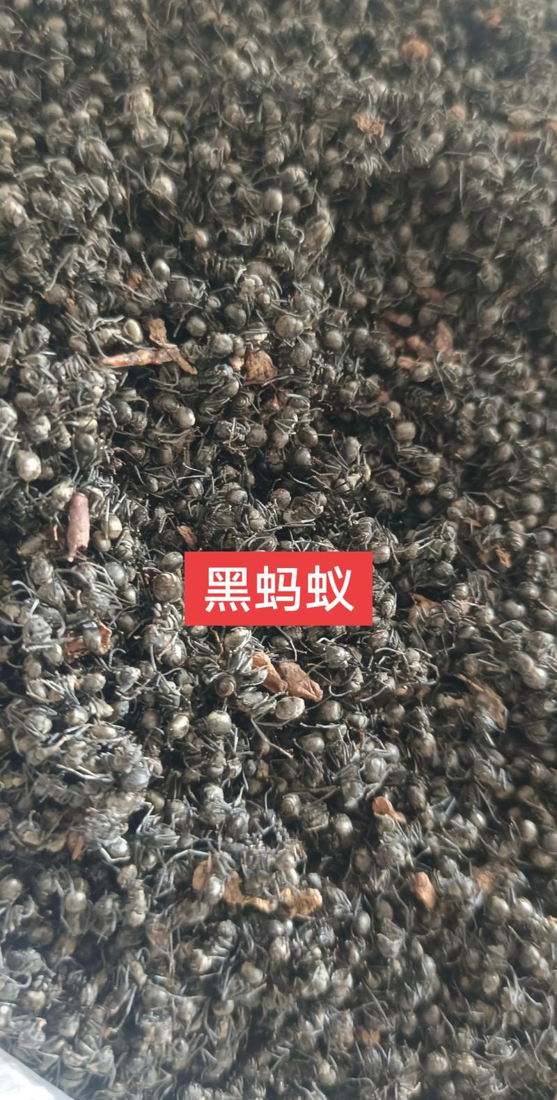黑蚂蚁抖音自助下单平台介绍