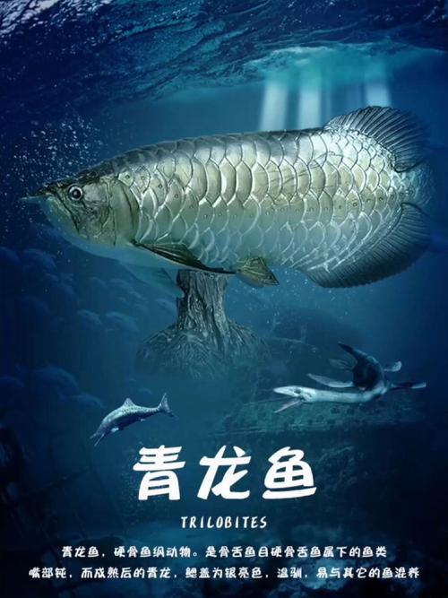 网络青龙，成为真正的青龙鱼
