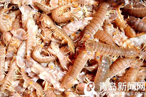 渔乐码头疫情最新消息，你必须知道的！