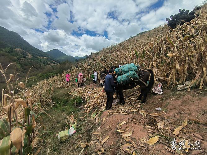 大理登龙村疫情最新消息，防控措施与居民需求的深度分析
