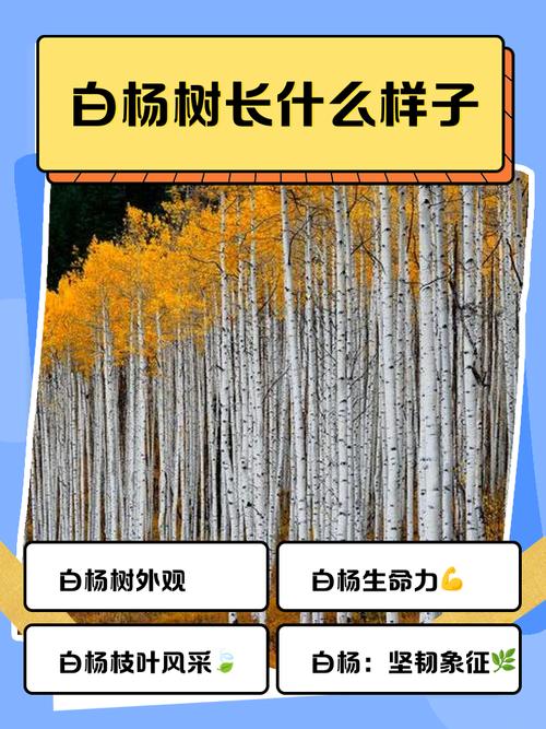 白杨，春光中的守护者，疫情如何影响它们？