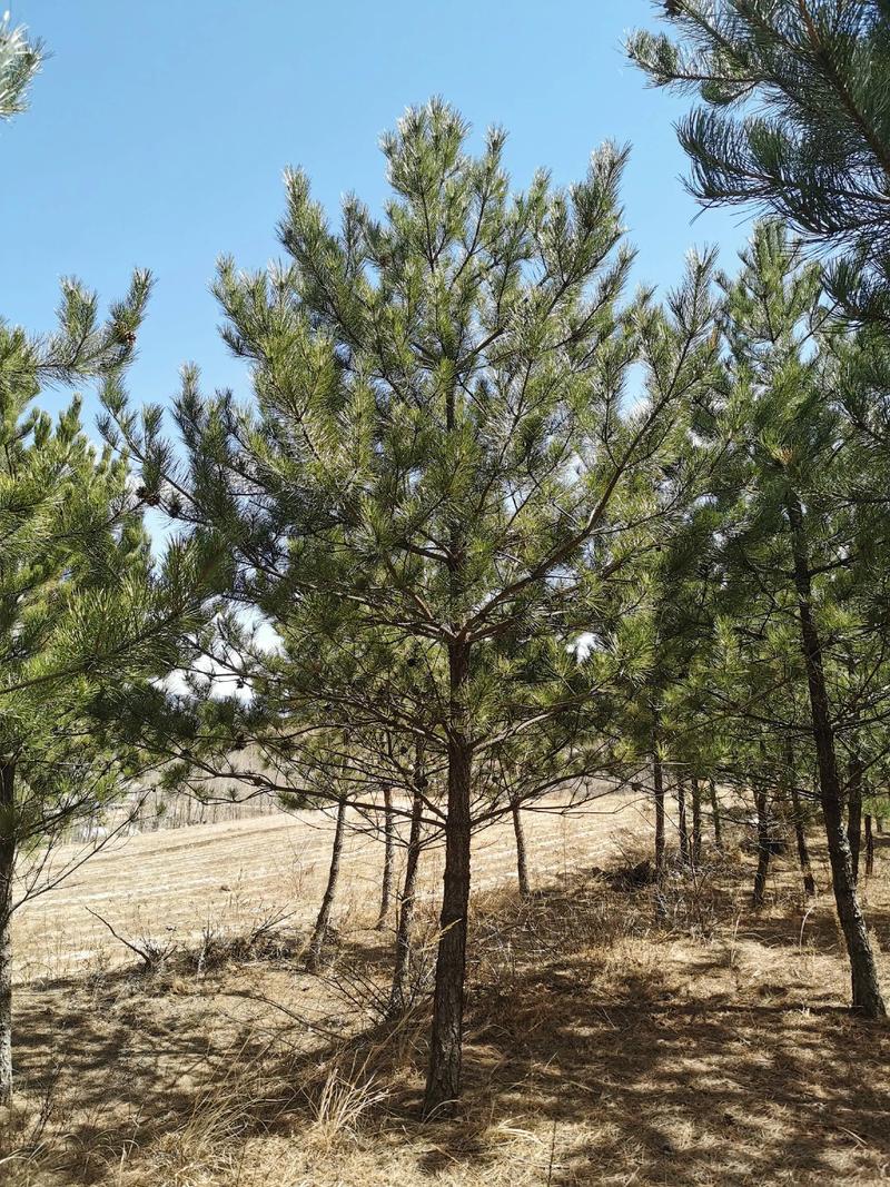 甘肃疫情最新消息松树