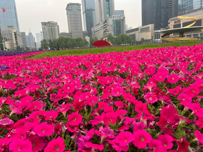 莲都，城市之花，网站之花