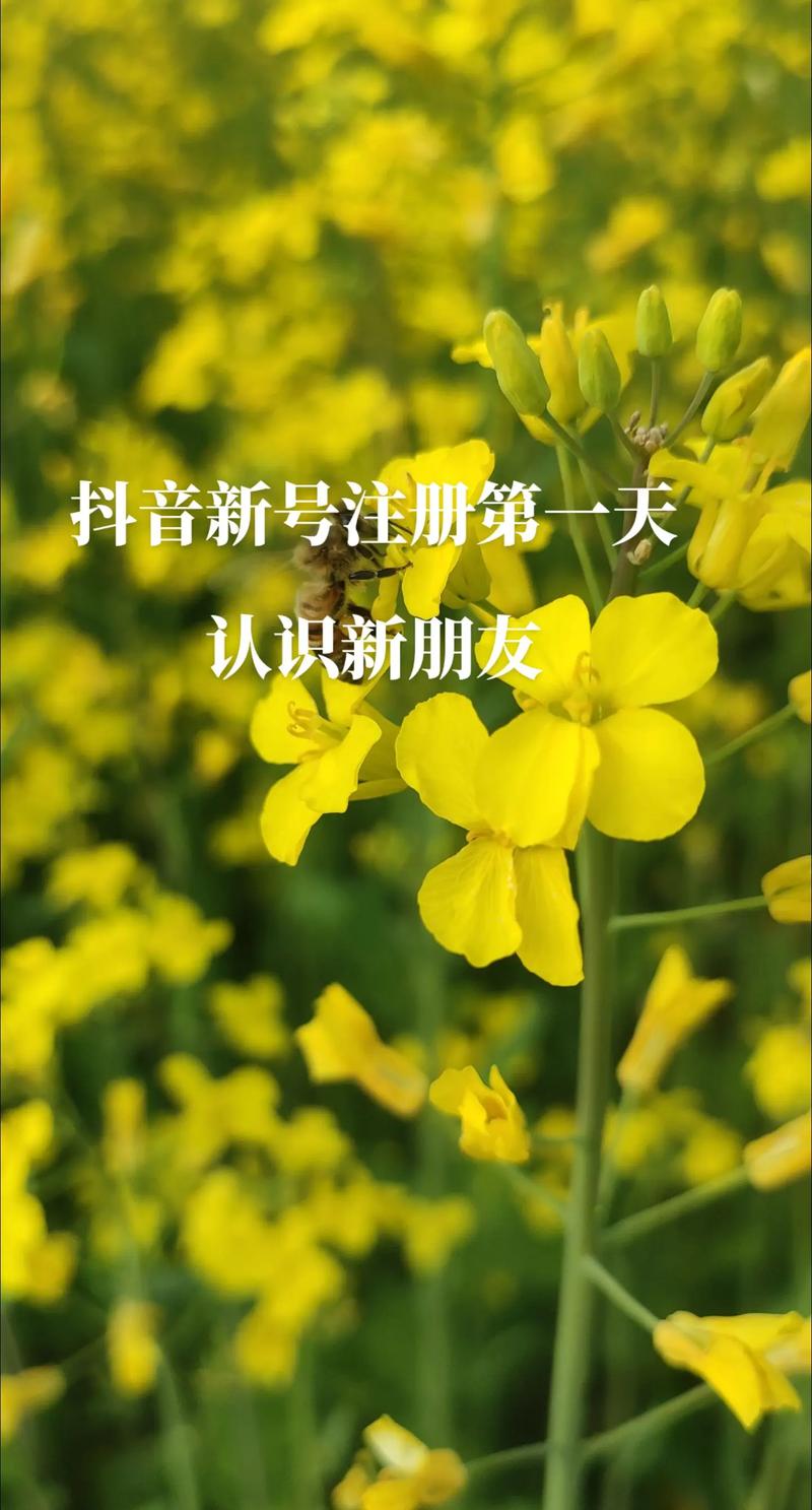 抖音新号免费版，轻松开启内容创作新篇章