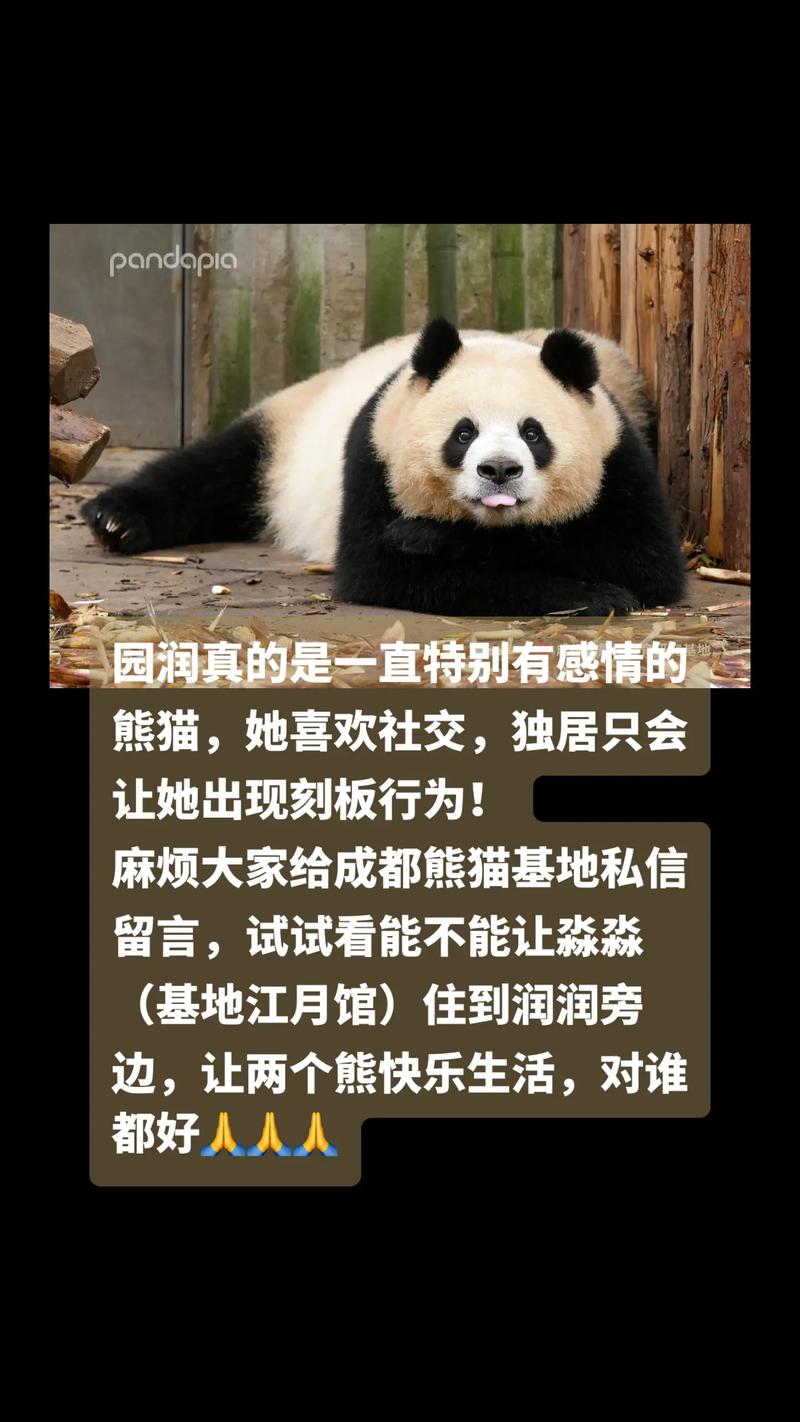 如何让熊猫代抖音成为主流
