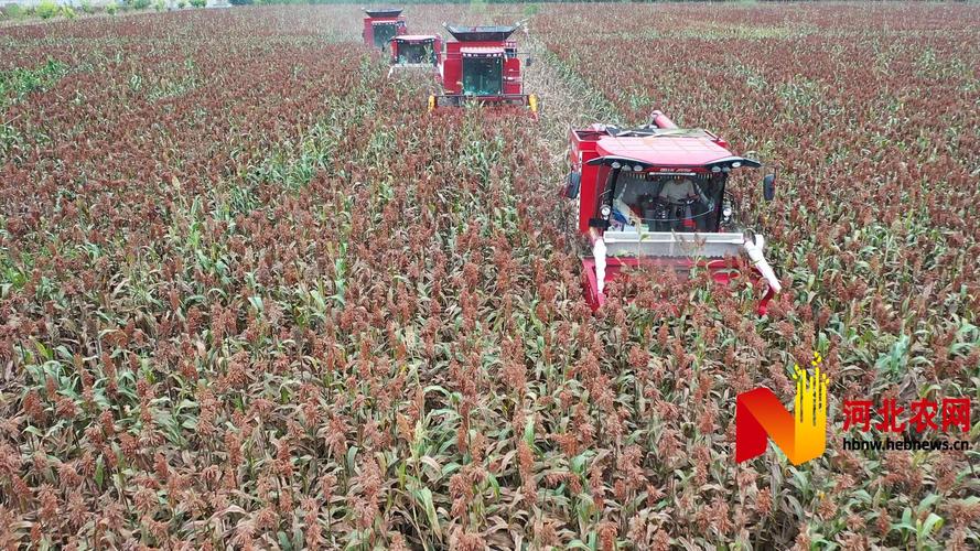 乡村振兴的从此之-mark,景县现代农业发展之路
