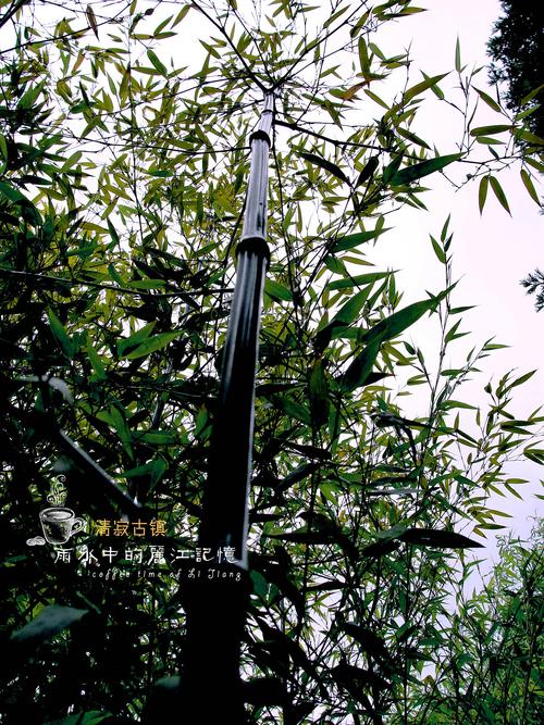 从零开始打造 stunning 红热 竹林世界网站，丽江本地人必看指南