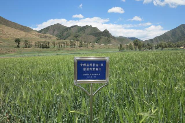 甘南网络推广公司哪家好?