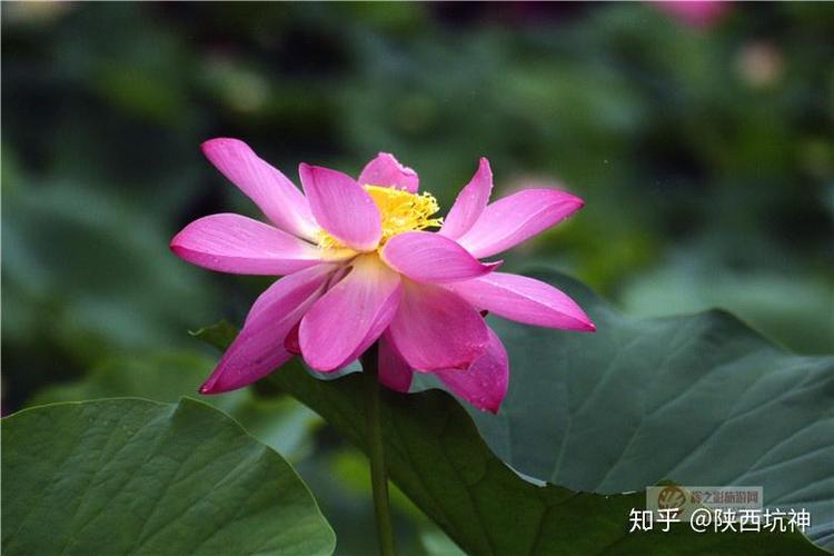 免费赞平台自助南荷,dy免费,ks互赞作品群