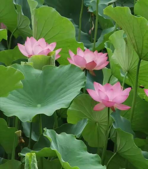 免费赞平台自助南荷,dy免费,ks互赞作品群