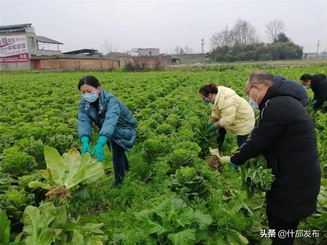 八一村，疫情防控的绿色堡垒与安全屏障