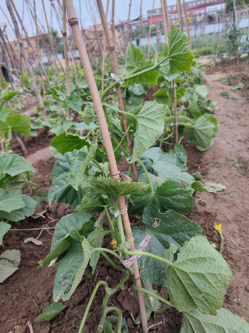 西安疫情小菜园最新消息，小菜园与疫情防控的完美融合