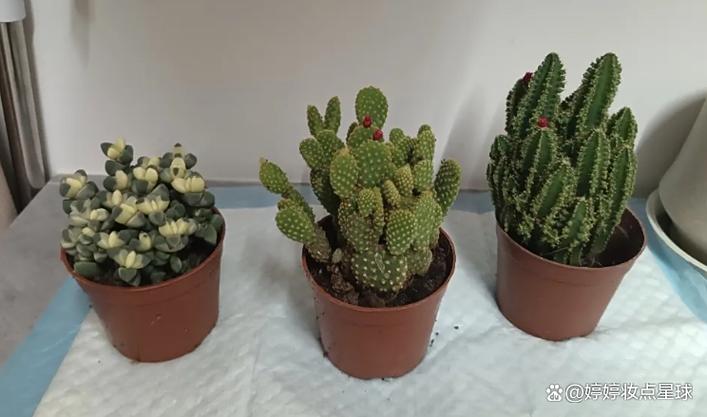 仙人掌如何应对电脑辐射？这些小妙招让你的仙人掌远离辐射威胁