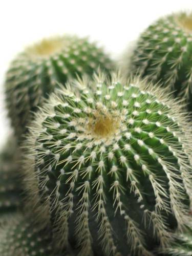 电脑旁边放仙人掌防辐射吗？