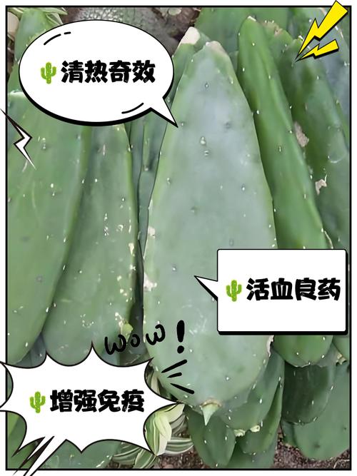 仙人掌防辐射,从成分到保护机制,为您的健康保驾护航!